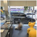 부산강아지분양 유독 이미지