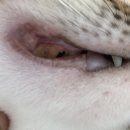 덴탈플러스 이미지