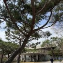 느낌골프 | 인천 국제CC 골프 연습장 벚꽃 라운딩 느낌의 인도어 드라이빙 레인지 후기 🌸⛳