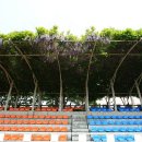 등나무운동장 이미지