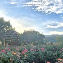 장자호수공원 장미원 이미지