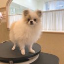 댕댕포유 이미지