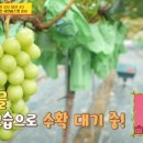 박상윤농장 티스토리