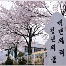 이원초등학교 벚꽃 이미지