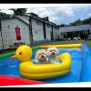 대명동 강아지 이미지