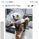 사랑애동물메디컬센터 이미지