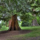 느티나무 플랫폼 이미지