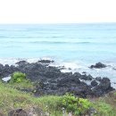 자락협재 | 제주 서우봉 유채꽃 함덕해수욕장 둘레길 산책 코스