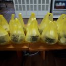 나능이버섯백숙 이미지