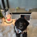 화이트 버블 이미지