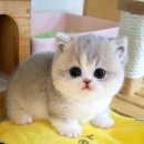 캣프렌즈 이미지