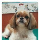 동동 애견 미용 이미지