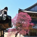 구례의길(남도이순신길) | 구례 산수유축제 홍매화축제 봄꽃축제 가볼만한곳