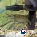 화천 황쏘가리 서식지 이미지