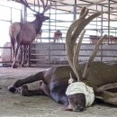 한뿔축산 이미지