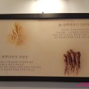 정한뿌리죽 이미지