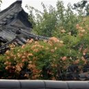 심목길 | [박경리 작가 독서챌린지 '토기 7기’] #3 능소화 앞에서