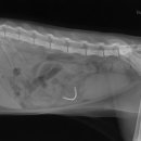 나루동물병원 이미지