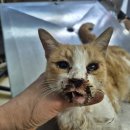 진북동물병원 이미지