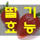 딸기 티스토리