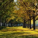 은행나무 이미지