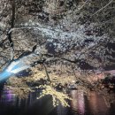 풍경이 있는 호수 | 석촌호수 벚꽃 야경 다녀온 후기 사람들로 붐빈 잠실 봄밤 풍경