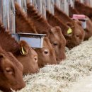 단군한우 이미지