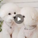 샵돌봄 네이버블로그