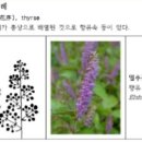 약용식물 19강 -- 약초의 생식기관분류 꽃차례 1 이미지
