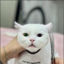 부산고양이미용&호텔 무냥무냥 대연점 | 고양이미용의 정석 무냥무냥 대연점에서 반려냥이를 위한 특별한곳