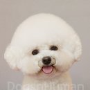 독스앤휴먼 이미지