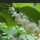 고요한꽃뜰 이미지