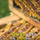 백두대간벌꿀 이미지