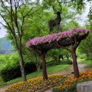 깃의신화(인연) | 작약(芍藥);함박꽃, Paeonia/Peony이름 유래, 꽃의 재상/화상(花相), 취서시醉西施,모란과 작약의 차이...