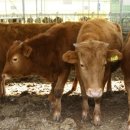 종식목장 이미지