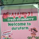 기준농장 | 부산 두루팜 딸기농장 체험 비교 후기