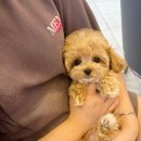 몽냥몽냥 이미지