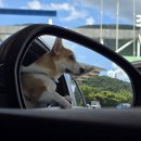 풍산태사로(서후면) | 애견 동반 안동 여행기