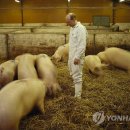 명대농장 연합뉴스