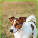 미소로동물병원 이미지