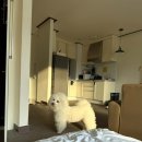 굿독 | 가평 애견 펜션 | 내 돈 내산 가평 글램독 애견펜션(청평점) B동 103호 후기