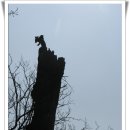 청량산비빔밥 이미지