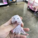 메리펫샵 이미지