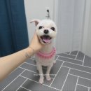 비비드봉 이미지