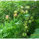 자두랑 호두랑 이미지