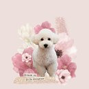 꽃피우개 이미지