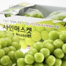 샤인베리팜
