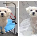 포메른 펫살롱 이미지