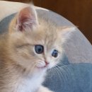 프리펫 강아지분양 고양이분양 천안본점 이미지