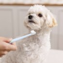 개털도사 이미지